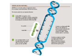 Infographic_CRISPR-Cas_EN.jpg