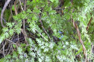 Vruchtbare blaadjes van Japanse klimvaren (Lygodium japonicum) (Foto: Forest & Kim Starr, Wikimedia Commons, 20037)