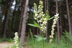 Bloeiwijze van Chinese struikklaver (Lespedeza cuneata) (Foto: Wikimedia Commons, Sesamehoneytart, 2013)