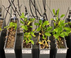 Rhizoctonia solani AG-2-2IIIB met suikerbiet