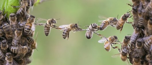 sliert honingbijen.jpg