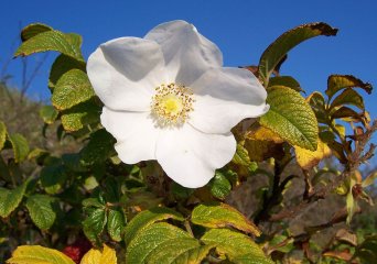 Rimpelroos (Rosa rugosa) (Foto: Wikimedia Commons, 2005)