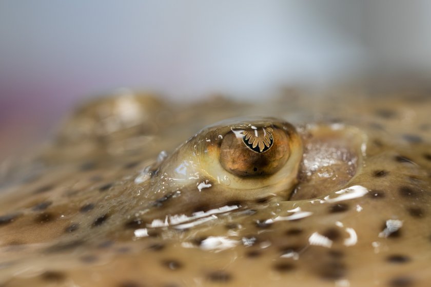 Gevlekte rog, credits: WUR