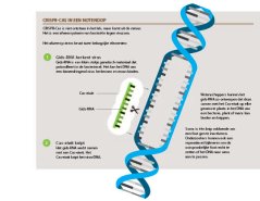 Infographic_CRISPR-Cas_NL.jpg